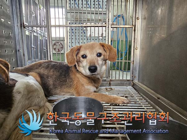 한국동물구조관리협회_441560202500101